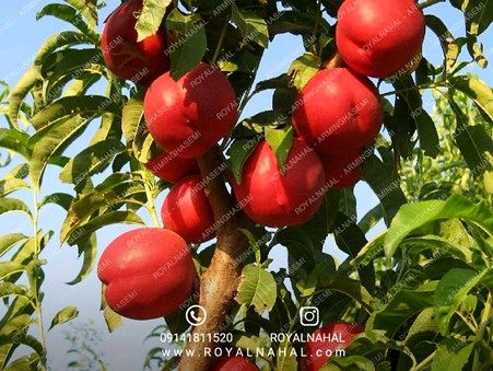 این میوه تابستانی قرمز رنگ برای سلامت بدن معجزه می کند