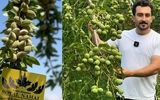 سهمیه محدود نهال گردو و بادام  شناسنامه دار برای تمام باغداران ایران فقط به مدت ۵ روز