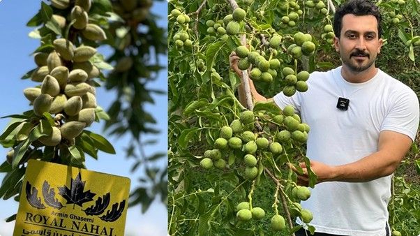 سهمیه محدود نهال گردو و بادام  شناسنامه دار برای تمام باغداران ایران فقط به مدت ۵ روز
