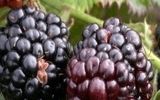 با مصرف این میوه تابستانی، سرطان را ضربه‌ فنی کنید