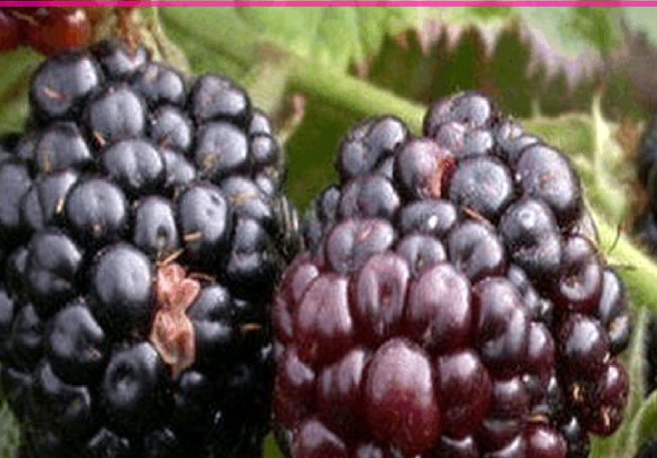 با مصرف این میوه تابستانی، سرطان را ضربه‌ فنی کنید