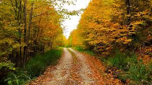 ممنوعیت تردد در جنگل‌های سوادکوه/ این ممنوعیت شامل افراد محلی هم می‌شود