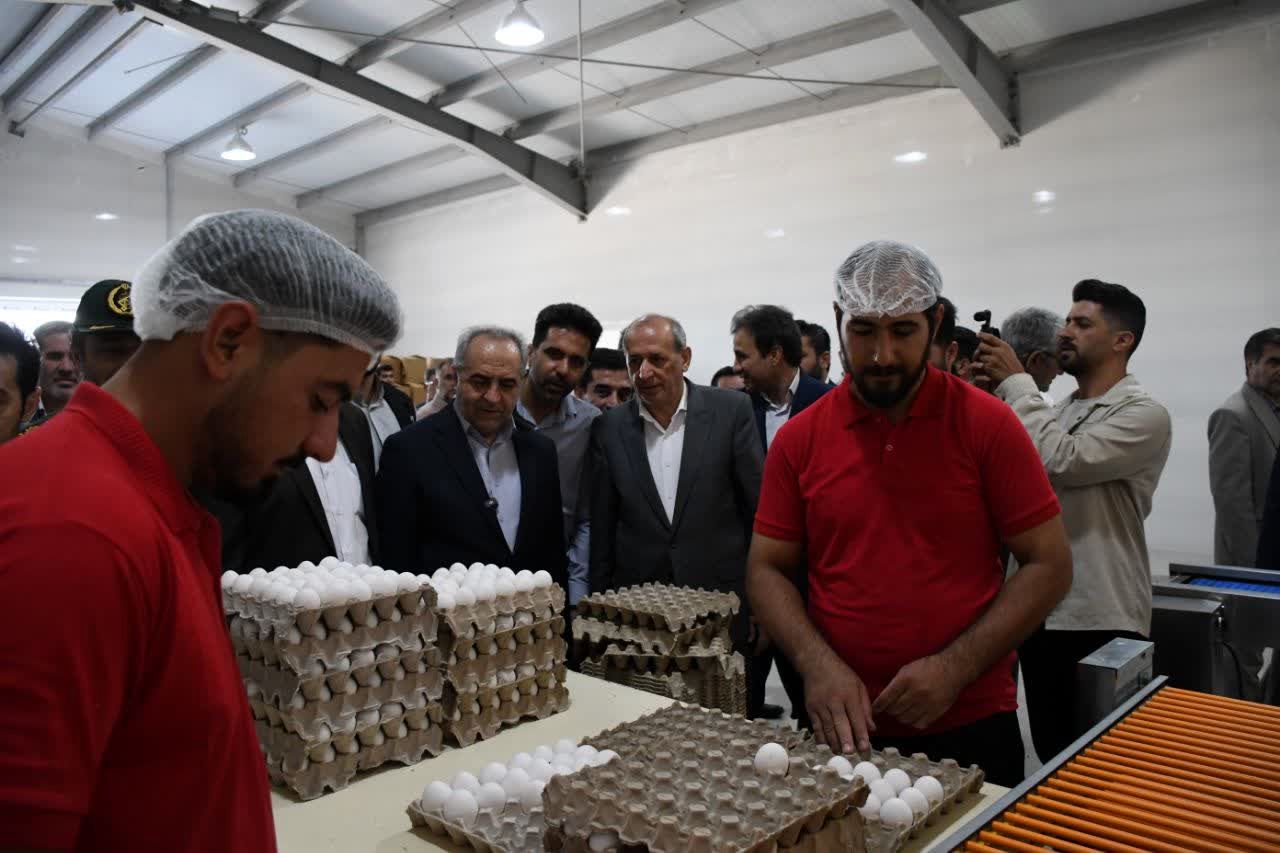 آذربایجان شرقی، قطب تولید تخم‌مرغ کشور با سهم 10 درصدی از تولید ملی