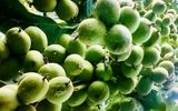 احداث باغ میلیاردی با نهال گردو اصلاح شده (پالیزنهال )