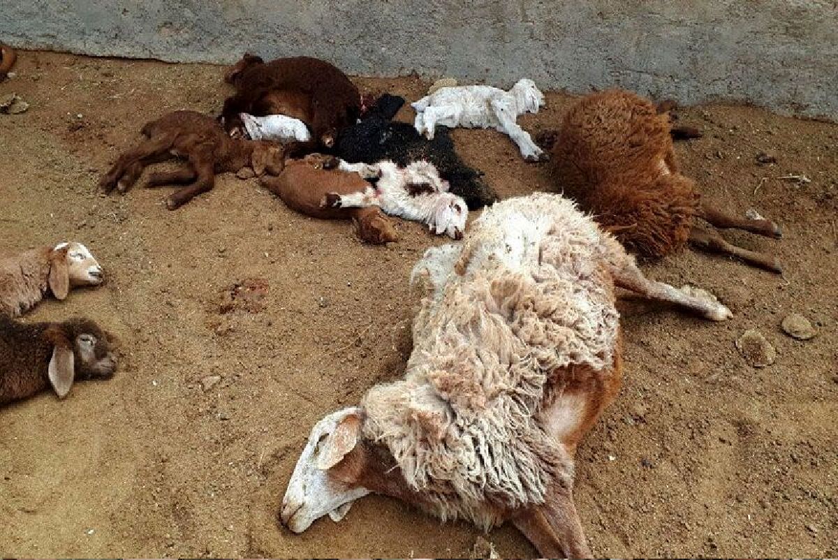 پشت پرده فوت یک چوپان و 120 گوسفند در یک شهرستان