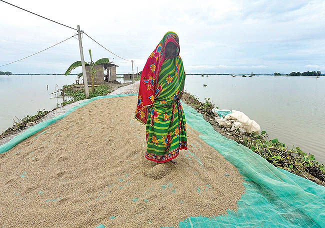 انسداد مسیر صادرات برنج در هند و تایلند