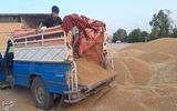 گندمکاران حتما بخوانند/ رقم پیشنهاد خرید تضمینی گندم اعلام شد