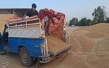 گندمکاران حتما بخوانند/ رقم پیشنهاد خرید تضمینی گندم اعلام شد