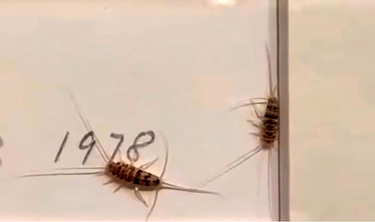 جنجال حشرات ریز در موزه هنرهای معاصر
