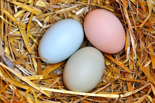 چرا قیمت تخم مرغ دوباره بالا رفت؟
