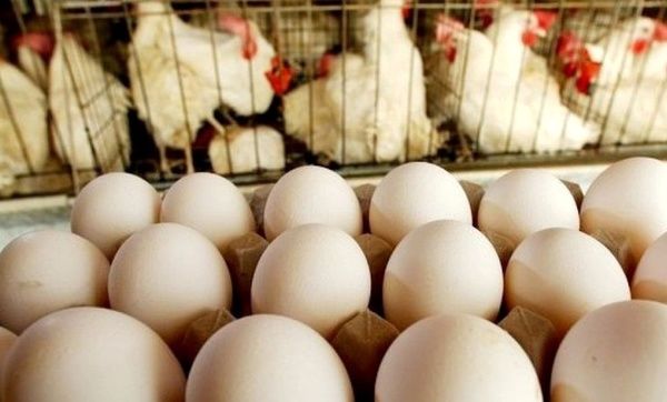 با حذف ارز 4200 تومانی، تخم مرغ به ۱۱۰ هزار تومان می رسد