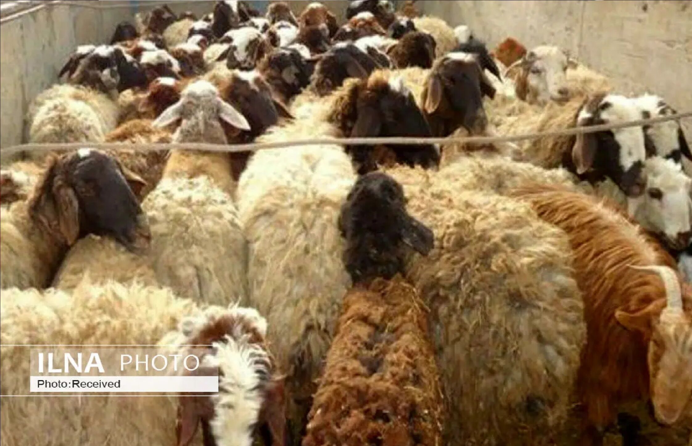 تلف شدن ۵۰ راس گوسفند بر اثر برخورد با مینی‌بوس در بابل 