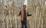 خرید نهال یارانه ای جهاد کشاورزی یک ساله تا 2 ساله فقط با قیمت استثنایی 5 هزارتومان و 15 هزارتومان