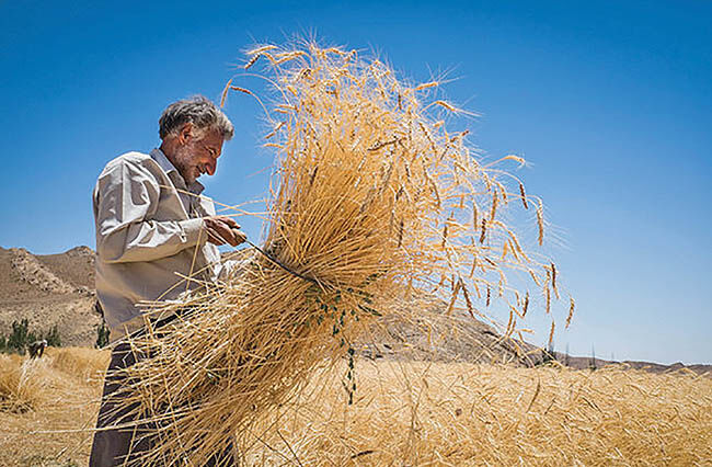  افزایش 170 تومانی نرخ خرید تضمینی گندم
