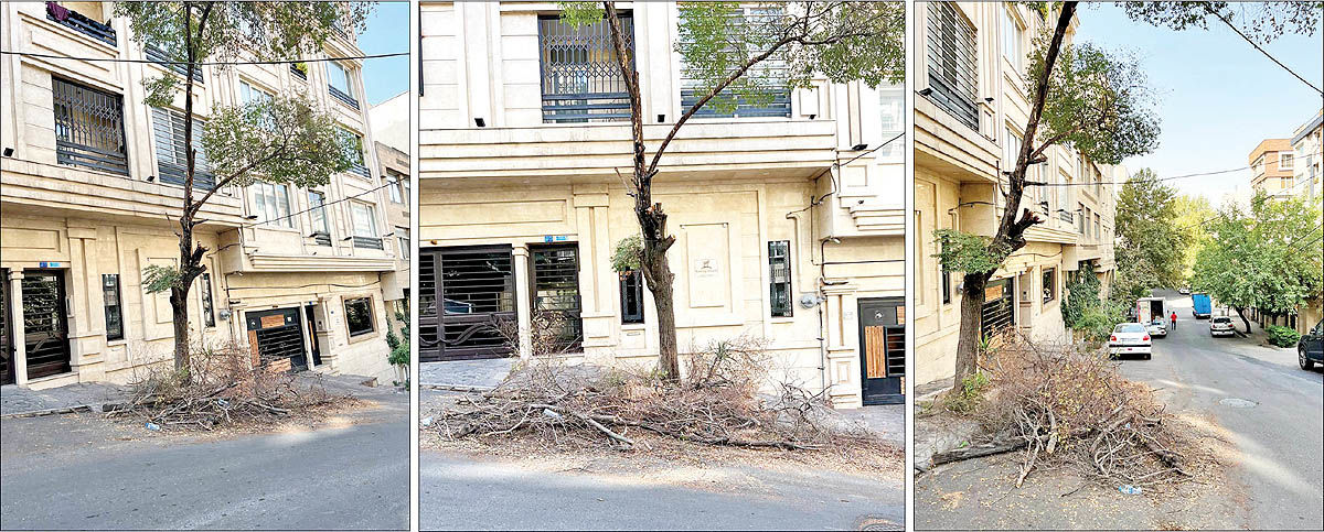 حمله به درختان  محله‏‏‌های تهران