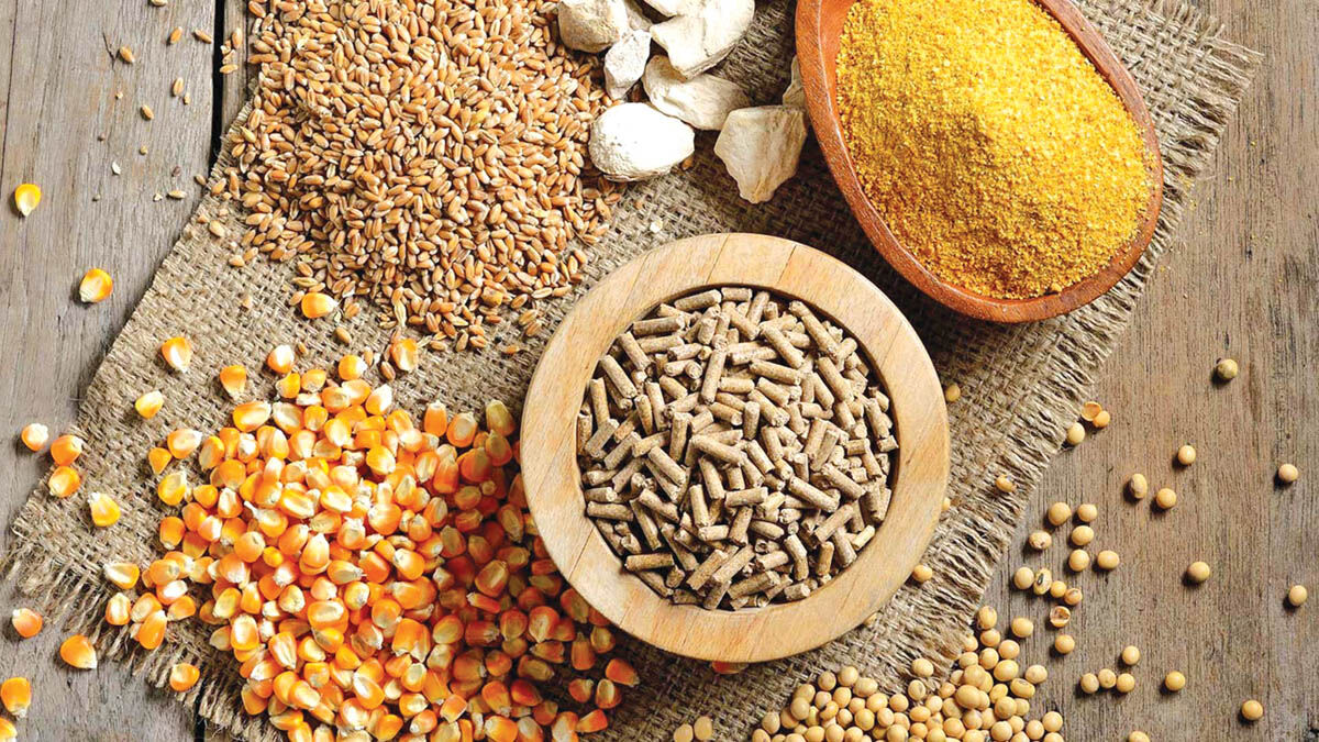تولید خوراک دام در گرداب مخاطرات