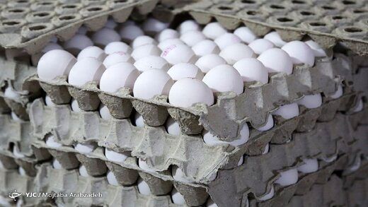 علت اصلی گرانی تخم مرغ در خرده فروشی