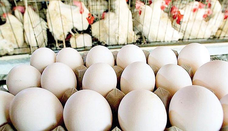 روند نزولی قیمت تخم‌مرغ