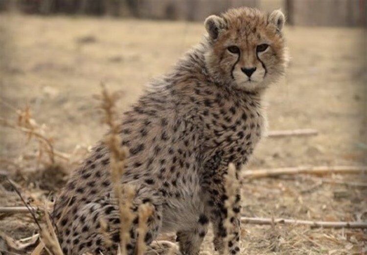 پیروز به بیمارستان منتقل شد