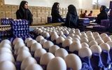 تخم‌مرغ در آستانه گرانی؟/ مرغداران قیمت منطقی هر شانه را اعلام کردند