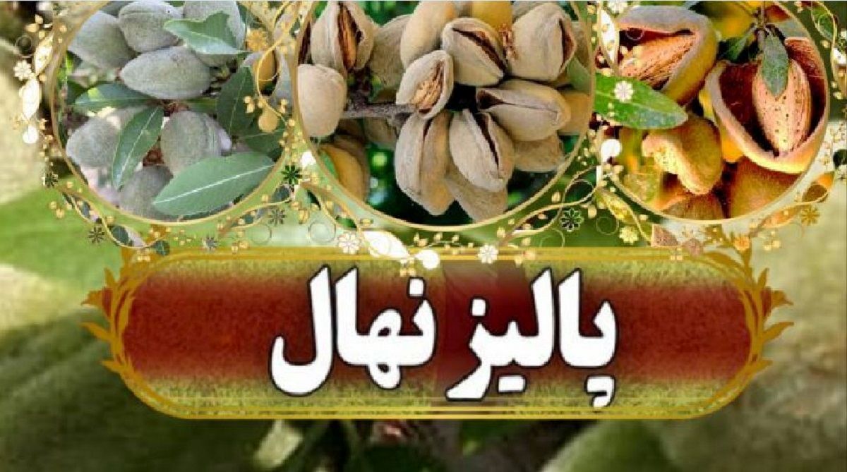 فروش ویژه نهال‌ های پیوندی و اصلاح ‌شده بیش از 2 هزار رقم
 نهال با ارسال یک ‌روزه پالیز نهال