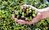 از معجزه سبز برای بدن چه می‌دانید؟