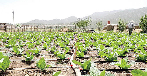 دو برنامه اجرایی دولت برای حمایت از کشاورزان