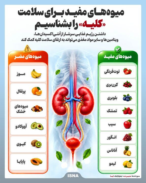 اینفوگرافیک/ میوه‌های مفید برای سلامت «کلیه» را بشناسیم