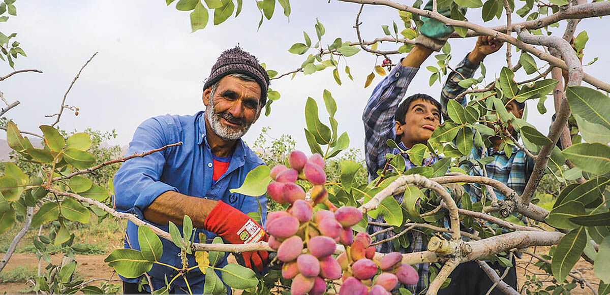 6 مانع توسعه کشاورزی