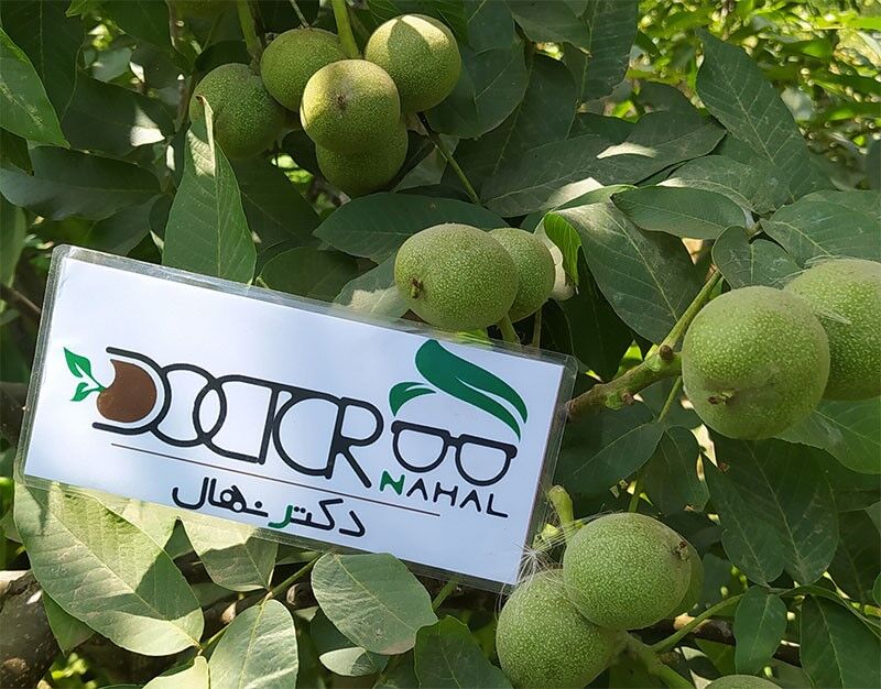 معرفی رقم های نهال گردو در سال 1400: