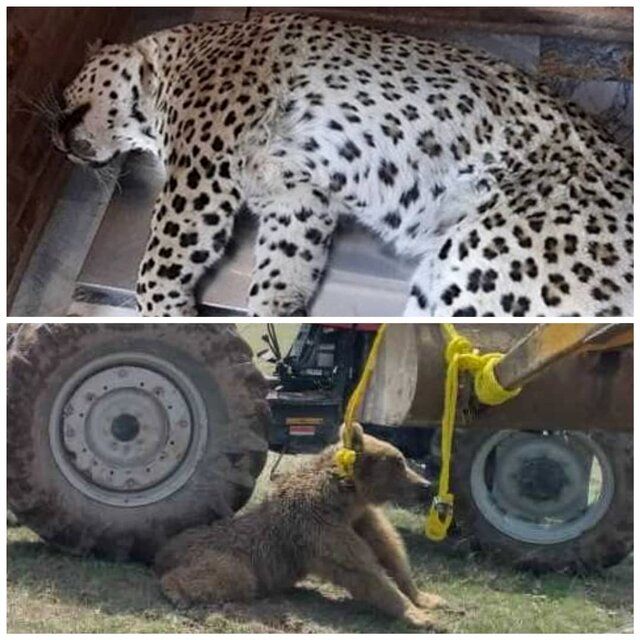 در ماجرای مرگ پلنگ قائمشهر چه کسی مقصر بود؟!