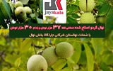 امروز آخرین فرصت خرید نهال گردو اصلاح شده با 37 هزار تومان و میوه نصف قیمت