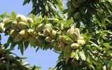 چگونه کاشت نهال بادام می تواند شمارا به سود میلیاردی برساند!