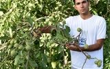 خرید انواع نهال به قیمت 37 هزارتومان، به ازای هر 100 اصله نهال خریداری شده هم 20 نهال بادام به رایگان هدیه بگیرید