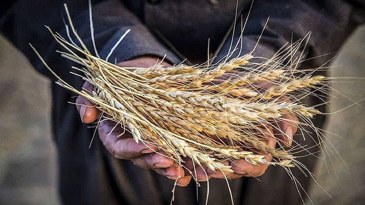 تسویه مطالبات گندم‌کاران