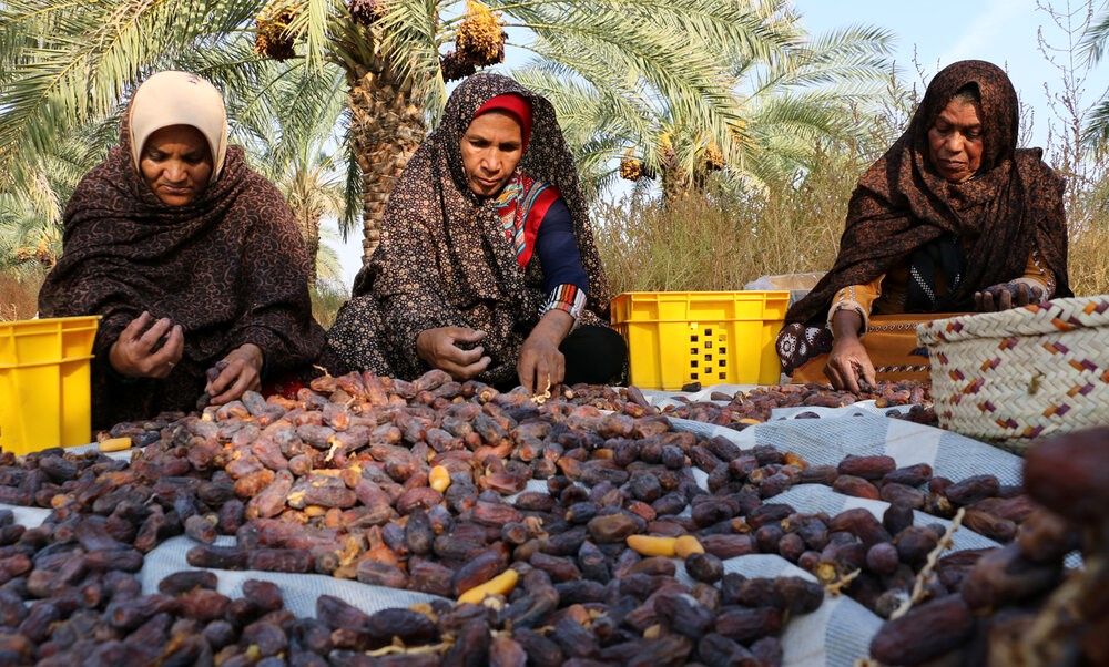 برداشت خرمای پیارم ازنخلستانهای حاجی آباد آغازشد؛