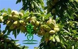 بهترین نهال بادام برای مناطق سردسیری درپالیزنهال 09144501007
