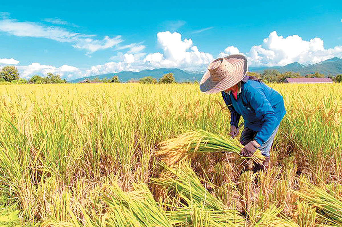 ناپدید شدن یک نوع برنج محبوب به‌دلیل کمبود آب