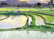 صف‏‏‌آرایی مخالفان و موافقان واردات برنج