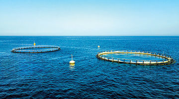 رشد تولید در بخش شیلات