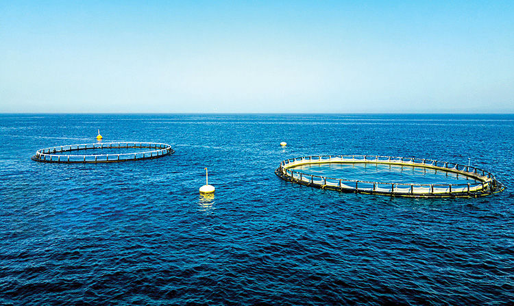 رشد تولید در بخش شیلات