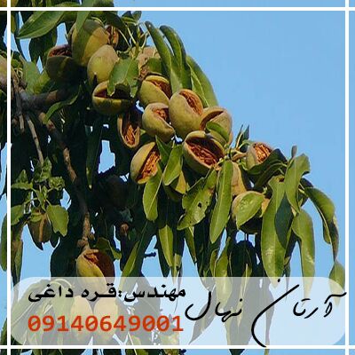 از کاشت تا برداشت نهال بادام