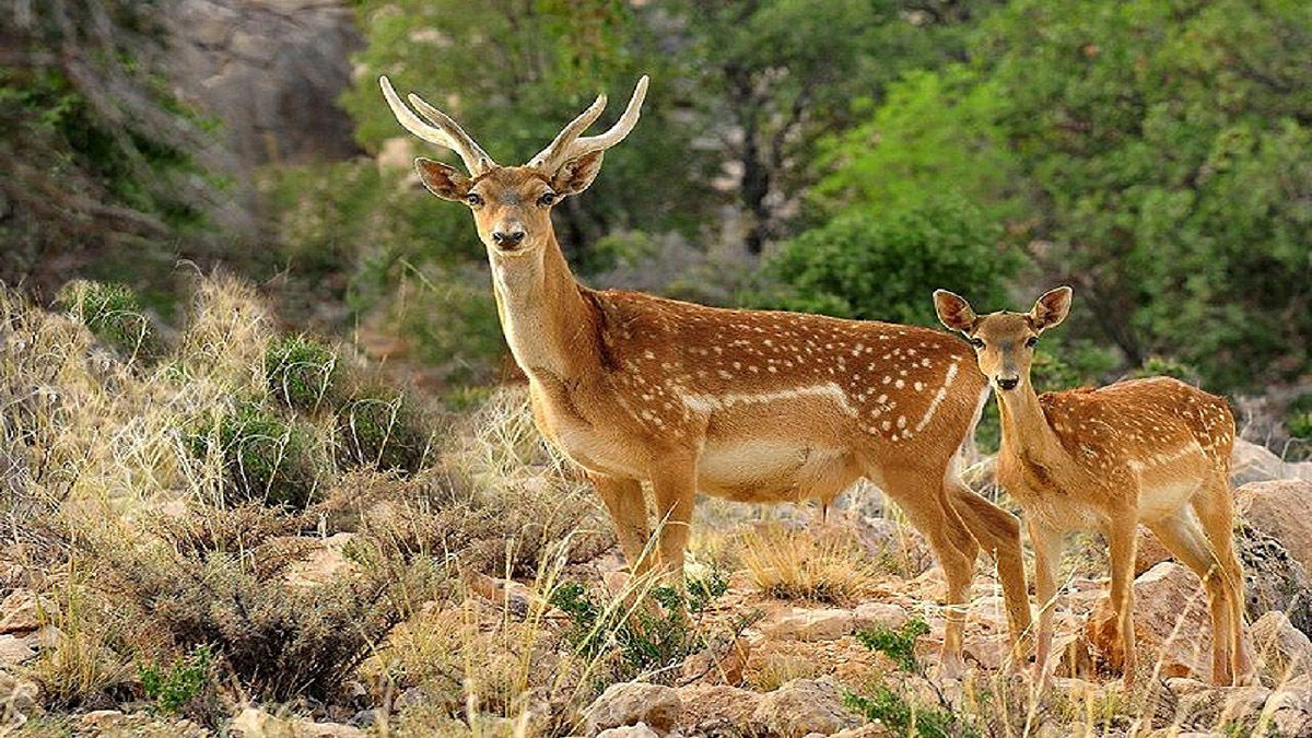 حیات دوباره جزایر دریاچه ارومیه