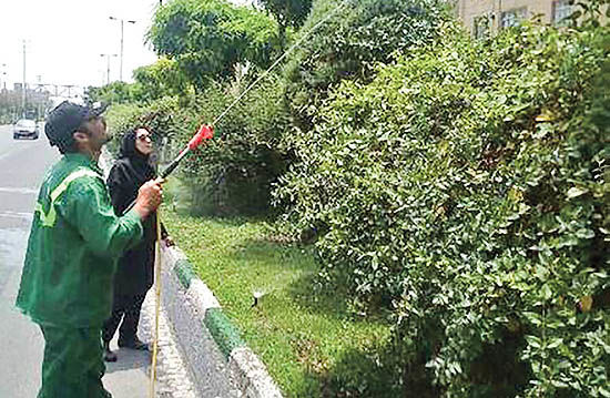 محلول پاشی درختان منطقه 21 تهران با کود آمینو کلاته آهن‌دار 