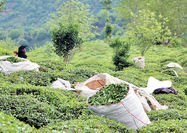 2.3 میلیارد دلار ارز در صنعت چای پایمال شد
