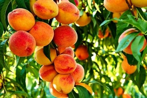 عیدی نهالستان پالیز به باغداران؛ 200 اصله نهال بخر 10 اصله نهال رایگان بگیر