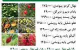 فروش عیدانه نهال پسته پیوندی + گردو پیوندی + بادام دیرگل زیر نظر جهاد کشاورزی با تضمین باردهی و کیفیت آغاز شد!