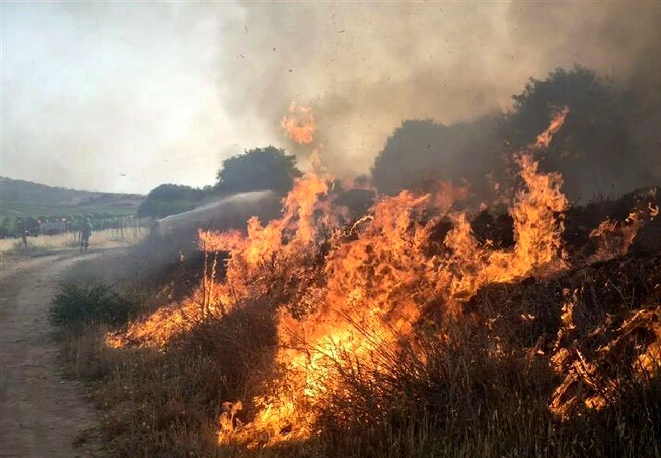 آتش به جان پارک ملی بمو شیراز افتاد