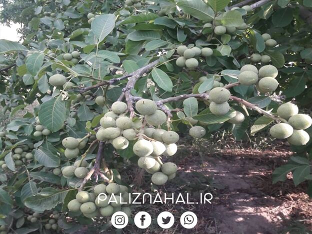 چرا باید نهال گردو را فقط و فقط از نهالستان معتبر گردو بخریم؟