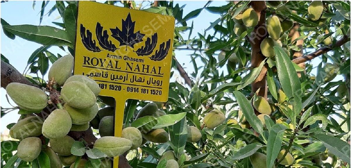 ارقام تجاری نهال بادام دیرگل